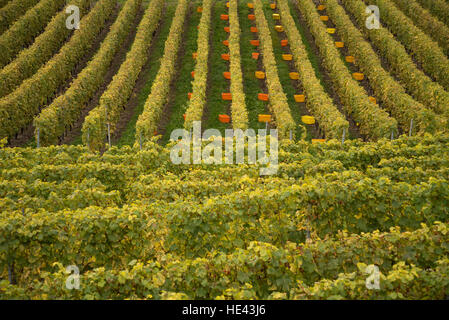 Vendemmia presso il Lavaux UNESCO World Heritage Site vigneto, Vevey, Svizzera. Foto Stock