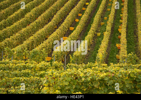 Vendemmia presso il Lavaux UNESCO World Heritage Site vigneto, Vevey, Svizzera. Foto Stock