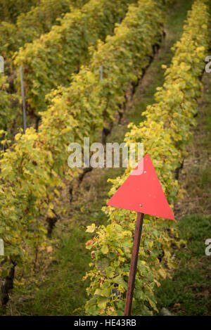 Vendemmia presso il Lavaux UNESCO World Heritage Site vigneto, Vevey, Svizzera. Foto Stock