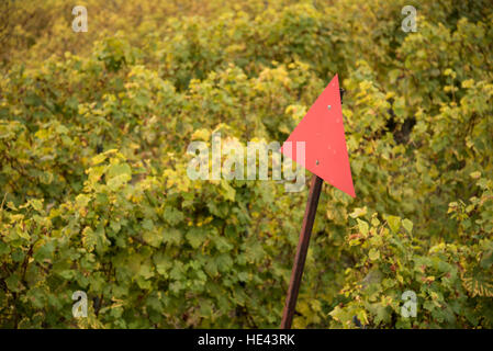 Vendemmia presso il Lavaux UNESCO World Heritage Site vigneto, Vevey, Svizzera. Foto Stock