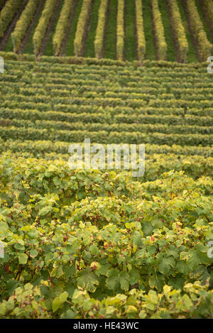 Vendemmia presso il Lavaux UNESCO World Heritage Site vigneto, Vevey, Svizzera. Foto Stock