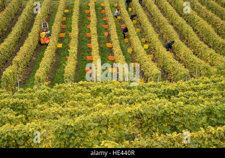 Vendemmia presso il Lavaux UNESCO World Heritage Site vigneto, Vevey, Svizzera. Foto Stock