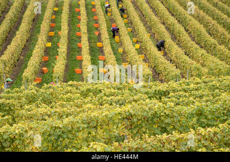 Vendemmia presso il Lavaux UNESCO World Heritage Site vigneto, Vevey, Svizzera. Foto Stock