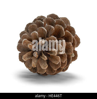Pino anteriore cono isolato su sfondo bianco. Foto Stock