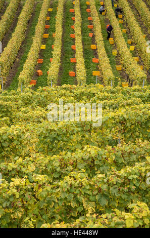 Vendemmia presso il Lavaux UNESCO World Heritage Site vigneto, Vevey, Svizzera. Foto Stock