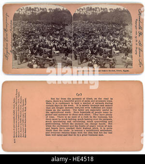 Questa fotografia storica mostra un vivace mercato di Gizeh, Egitto, con asini, cammelli e bufali. L'immagine cattura un'era passata di commercio e vita di mercato animale in Egitto, offrendo uno sguardo sulle pratiche agricole del tempo. Foto Stock