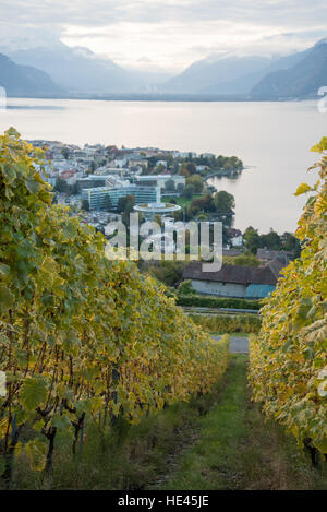 Vendemmia presso il Lavaux UNESCO World Heritage Site vigneto, Vevey, Svizzera. Foto Stock