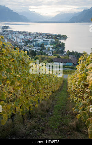 Vendemmia presso il Lavaux UNESCO World Heritage Site vigneto, Vevey, Svizzera. Foto Stock