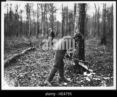 Un'immagine storica raffigurante un Tommy britannico, un soldato della prima guerra mondiale, che abbatte un albero. Questa fotografia cattura la vita rurale e cruda dei soldati durante la guerra, mostrando il loro coinvolgimento in compiti al di fuori del combattimento. Foto Stock