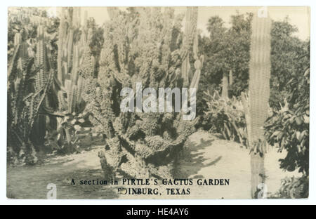 Questa immagine mostra una sezione del Pirtle's Cactus Garden di Edinburg, Texas, una bella mostra di flora del deserto autoctona. Il giardino espone varie specie di cactus, evidenziandone forme e consistenze uniche. Foto Stock