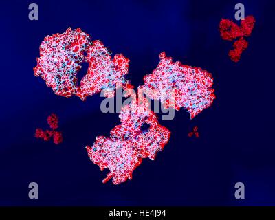 Illustrazione che mostra la struttura di un anticorpo o di immunoglobulina, molecola. Questi sagomata a Y molecole hanno due bracci che possono legarsi ad antigeni specifici, per esempio virale o proteine batteriche. In tal modo esse segnano l'antigene per la distruzione. Foto Stock