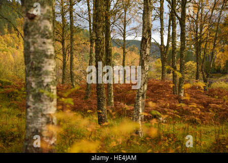 Bosco autunnale sulle sponde del Loch Beinn un'Mheadhoin, Glen Affric, Highlands scozzesi, REGNO UNITO Foto Stock