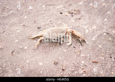 Piccoli granchi sulla sabbia Foto Stock