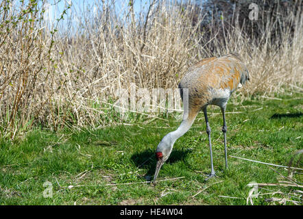 Sandhill gru (Grus canadensis), George C. Reifel uccello migratore Riserva, Vancouver , British Columbia, Canada Foto Stock