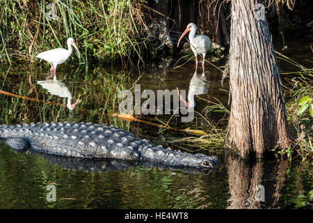 Florida The Everglades, Tamiami Trail, Fakahatchee Strand state Preserve, American Alligator missippiensis, ibis Eudocimus albus, FL161129335 Foto Stock