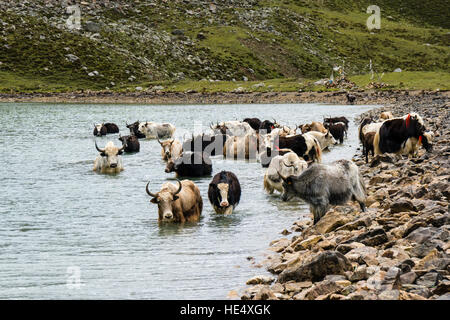 Una mandria di yak è tenendo bagno nel Lago di Ghiaccio Foto Stock