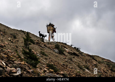 Una donna locale sta portando un cesto di legna da ardere in giù una montagna cresta, un cane sta seguendo il suo Foto Stock