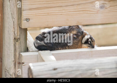 Una capra nosey avente un picco attraverso una recinzione Foto Stock