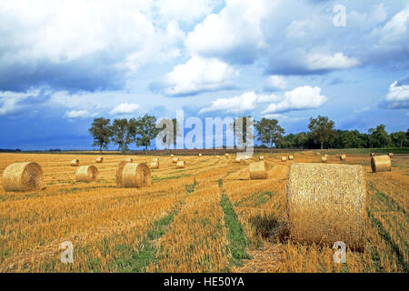 Campo agricolo con haystacks dopo il raccolto. Foto Stock