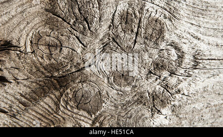 La texture del vecchio albero con crepe e nodi Foto Stock