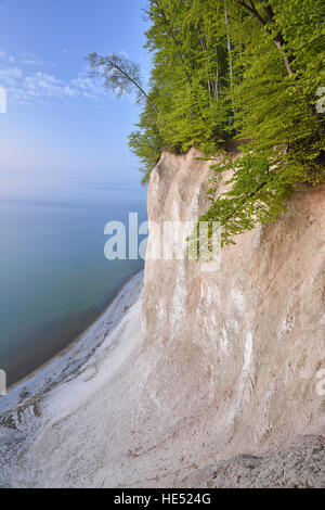 Europeo comune o di faggio (Fagus sylvatica) alberi su chalk cliffs, Jasmund National Park, Mar Baltico, Sassnitz, Rügen Foto Stock