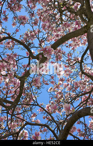 Piattino Magnolia (× Magnolia soulangeana) in Bloom, fiorisce Foto Stock