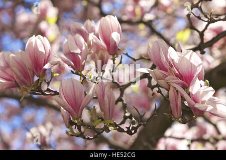 Piattino Magnolia (× Magnolia soulangeana) in Bloom, fiorisce Foto Stock