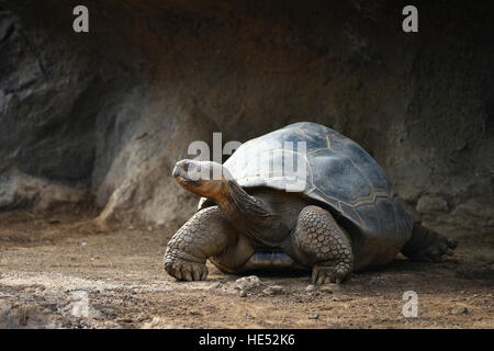 Galápagos tartaruga gigante (Chelonoidis nigra), Loro Parque a Puerto de la Cruz, Tenerife, Isole Canarie, Spagna Foto Stock