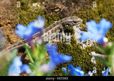 La lucertola di sabbia Lacerta agilis femmina, crogiolando la fauna selvatica del giardino Foto Stock