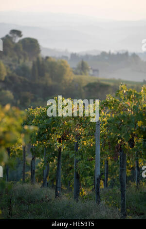 I vigneti di famiglia della Strada Comunale di Santa Lucia, San Gimignano, Italia Foto Stock