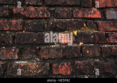 Frammento di un vecchio muro Foto Stock