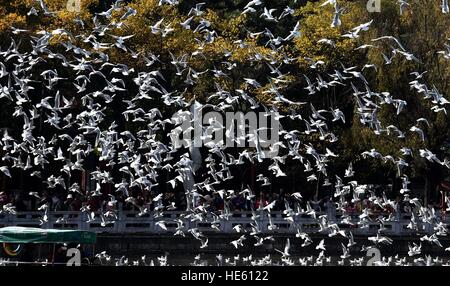 Kunming, la Cina della provincia dello Yunnan. Xviii Dicembre, 2016. A testa nera i gabbiani volano al Green Lake Park in Kunming, capitale del sud-ovest della Cina di Provincia di Yunnan, Dic 18, 2016. Ogni anno, a testa nera gabbiani migrare a Kunming a vivere attraverso l'inverno. © Lin Yiguang/Xinhua/Alamy Live News Foto Stock