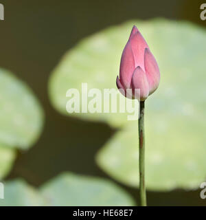 Primo piano di un fiore di loto non aperto. Hue, Vietnam. Foto Stock