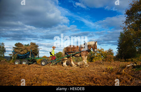 Un cavallo facendo lavori forestali Foto Stock