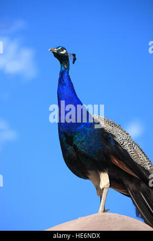 Peafowl indiano, (Pavo cristatus), maschio adulto, Oudtshoorn, Western Cape, Sud Africa e Africa Foto Stock