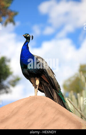 Peafowl indiano, (Pavo cristatus), maschio adulto, Oudtshoorn, Western Cape, Sud Africa e Africa Foto Stock