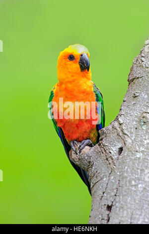 Jendaya parrocchetto, (Aratinga solstitialis jandaya), Adulto su albero, Brasile, Sud America Foto Stock