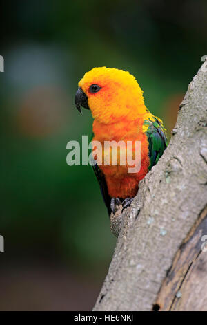 Jendaya parrocchetto, (Aratinga solstitialis jandaya), Adulto su albero, Brasile, Sud America Foto Stock