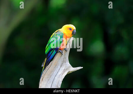 Jendaya parrocchetto, (Aratinga solstitialis jandaya), Adulto su albero, Brasile, Sud America Foto Stock