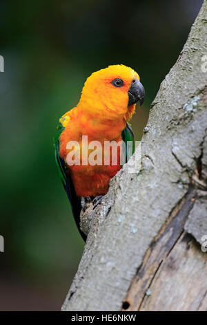 Jendaya parrocchetto, (Aratinga solstitialis jandaya), Adulto su albero, Brasile, Sud America Foto Stock