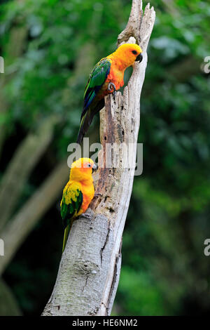 Jendaya parrocchetto, (Aratinga solstitialis jandaya), Adulto su albero, Brasile, Sud America Foto Stock