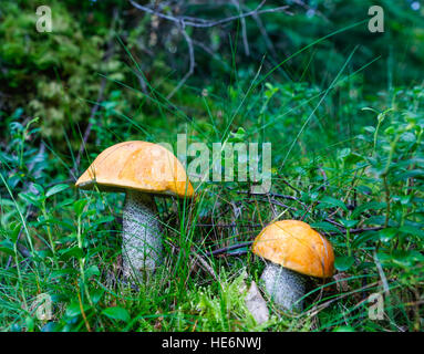 Mushroom - leccinum aurantiacum (Red-capped scaber levetta) Foto Stock