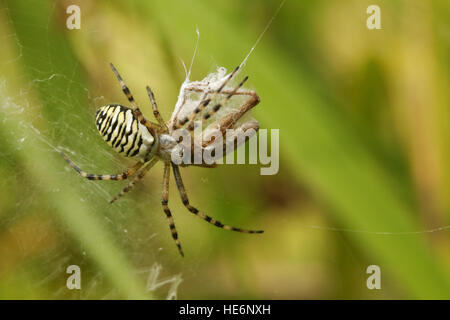 Una femmina di Wasp spider (Argiope bruennichi ) Conclusione di una cavalletta che ha atterrato nella sua web. Foto Stock