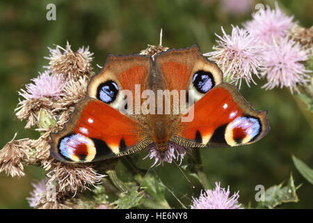 Una farfalla pavone (Aglais io ) arroccato e alimentazione su un fiore di cardo. Foto Stock