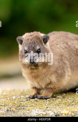 Rock Dassie, (Procavia capensis), giovane, Betty's Bay, Western Cape, Sud Africa e Africa Foto Stock