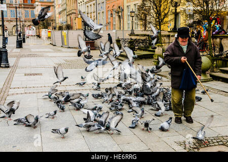 Piccioni volare intorno a un uomo anziano come egli cammina lungo Dlugi Targ, Gdansk Foto Stock