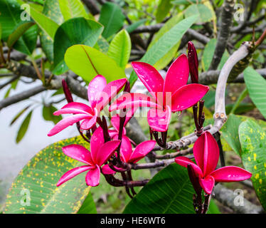 Rosso fiori di Plumeria ,frangipani in giardino Foto Stock