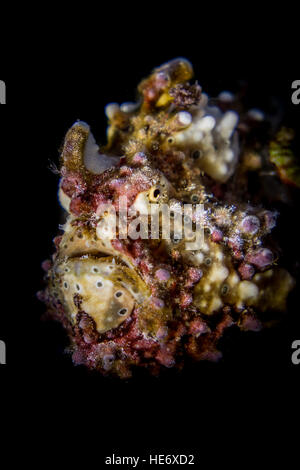 Rana pescatrice presenta verrucosa ritratto (Antennarius maculatus) nel Lembeh strait / Indonesia Foto Stock