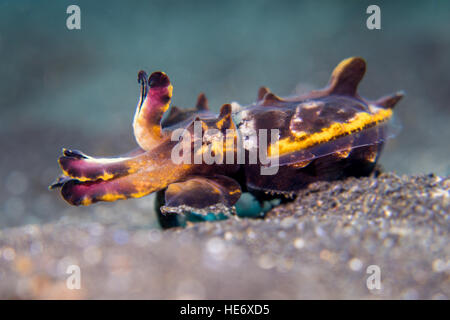 Flamboyant Seppie (Metasepia pfefferi) passeggiate sulla sabbia nello stretto di Lembeh / Indonesia Foto Stock