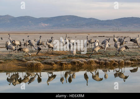 Spagna, Laguna de Gallocanta, Gallocanta, Aragona, gruppo la mattina presto con le montagne sullo sfondo Foto Stock